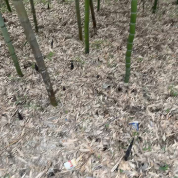 临安区天目山春笋，有需要的可以联系，量大可以一件代发