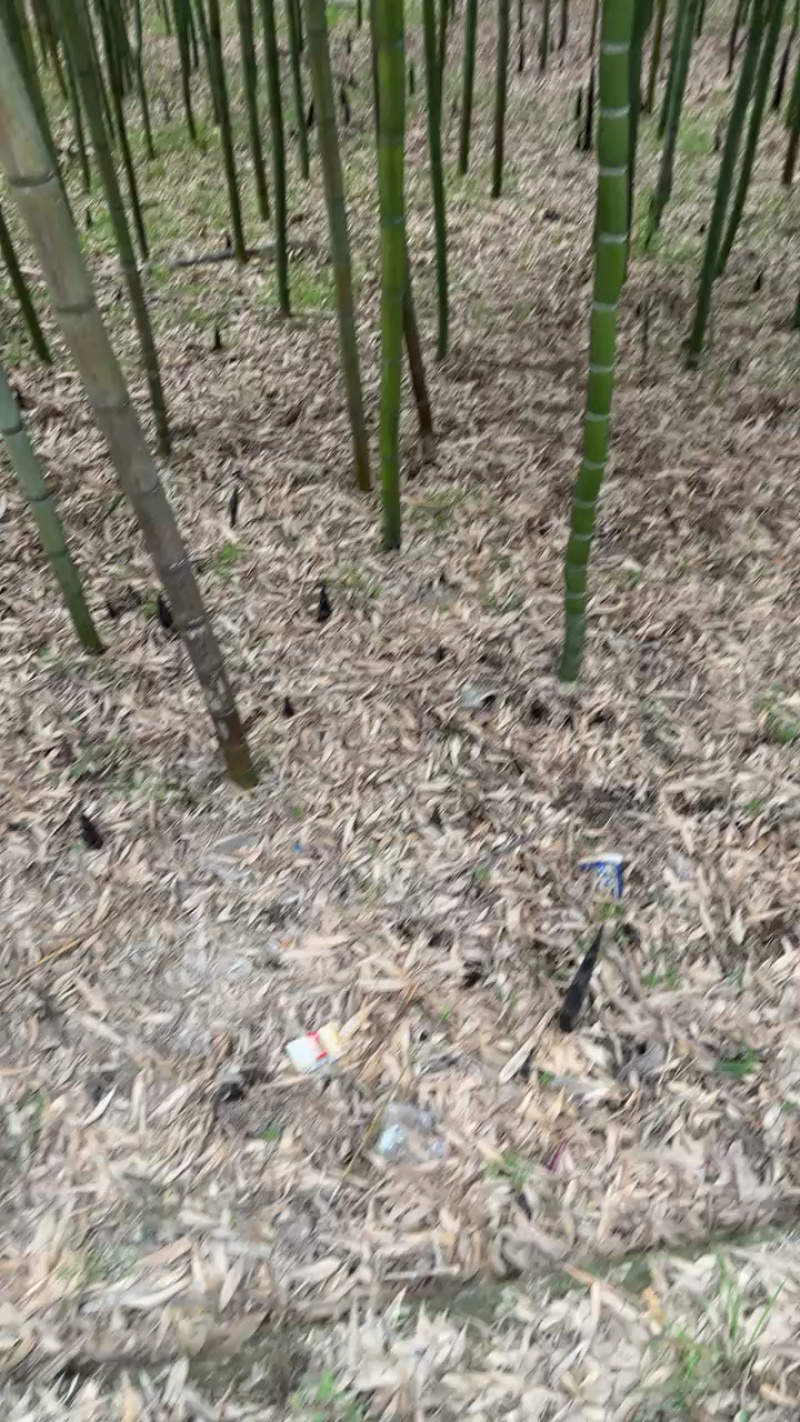 临安区天目山春笋，有需要的可以联系，量大可以一件代发