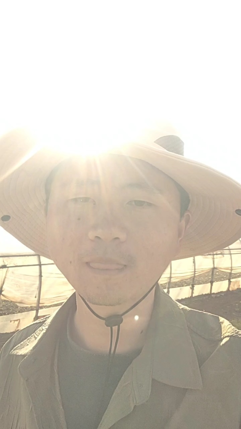 莲花白一手货源，质量保证，可视频看货，支持电商一件代发
