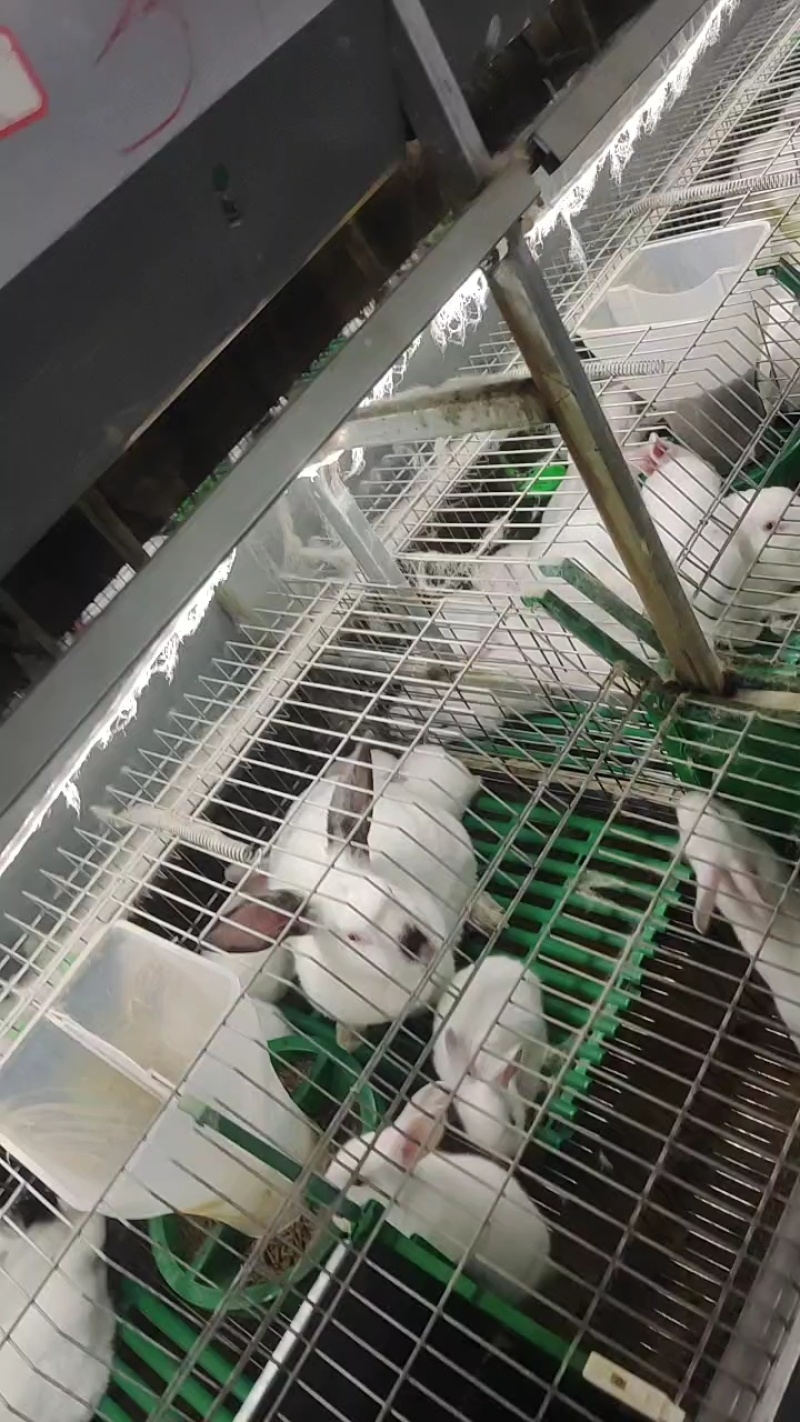 肉兔批发，常年养殖，基地直发，货源稳定，量大从优，欢迎咨