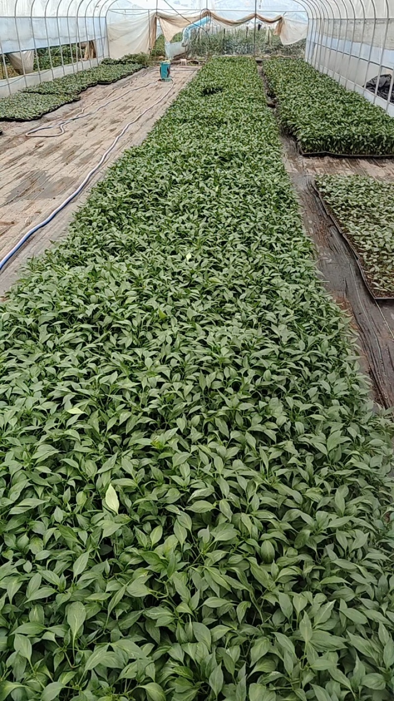 二荆条辣椒苗成活率高保证正品支持订购签合同技术指导