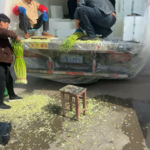 优质新蒜薹白帽蒜薹产地直发代发全国质量保证