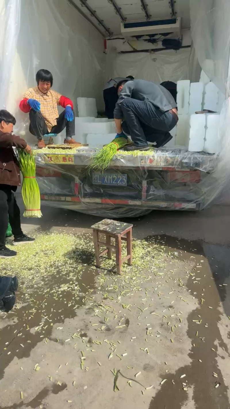 优质新蒜薹白帽蒜薹产地直发代发全国质量保证
