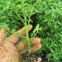 黑珍珠小番茄苗基地直发自己家的育苗棚没有