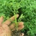黑珍珠小番茄苗基地直发自己家的育苗棚没有