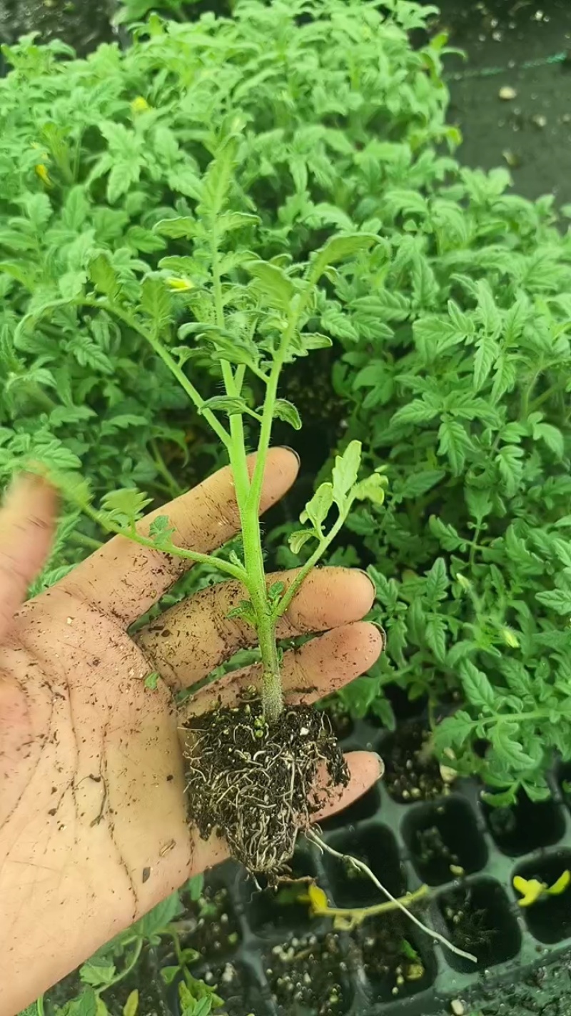 黑珍珠小番茄苗基地直发自己家的育苗棚没有