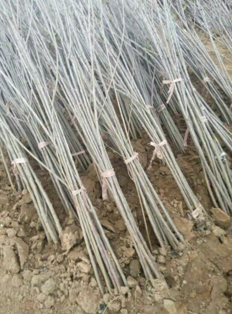 樱桃树苗2年10cm以下