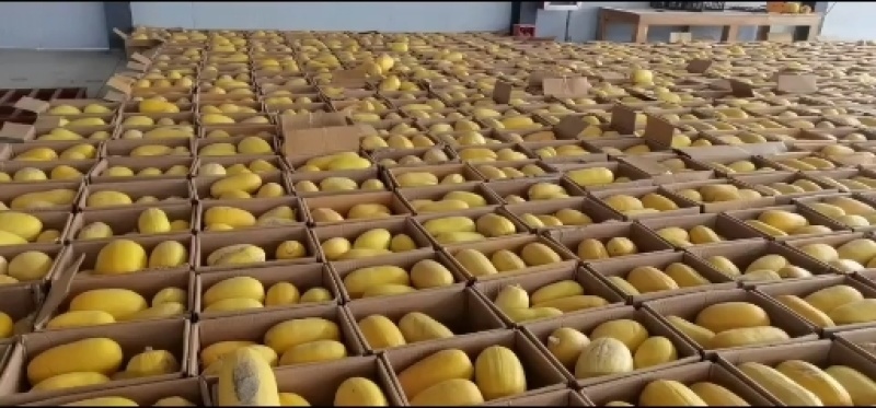 金丝绞瓜万亩供应，对接市场档口，电商商超，价格美丽