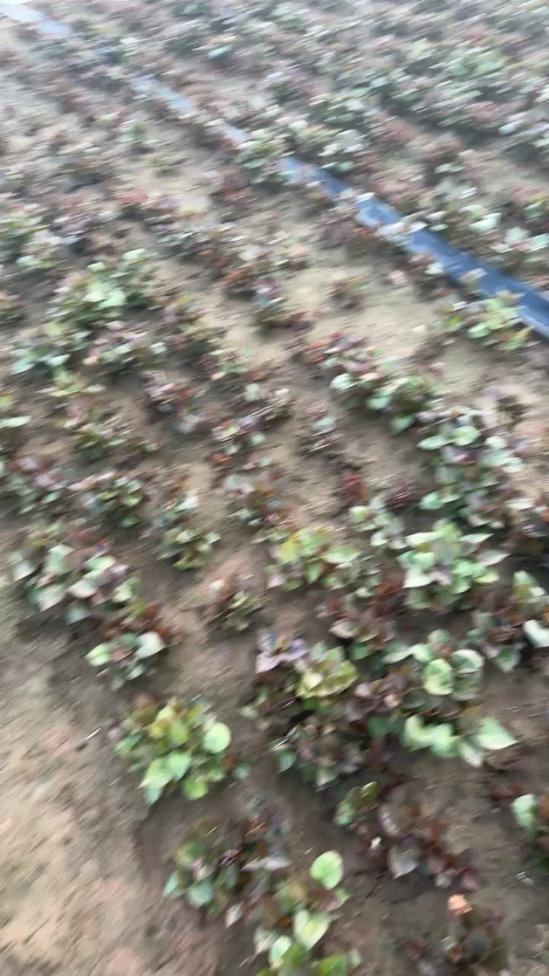 优质脱毒红薯苗西瓜红苗种苗技术指导成活率高欢迎联系