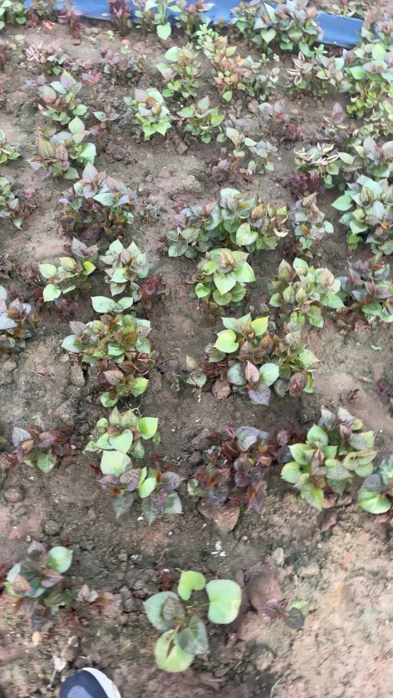 优质脱毒红薯苗西瓜红苗种苗技术指导成活率高欢迎联系