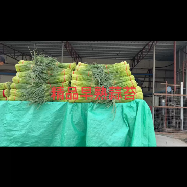 蒜薹量大质优，马上发车！