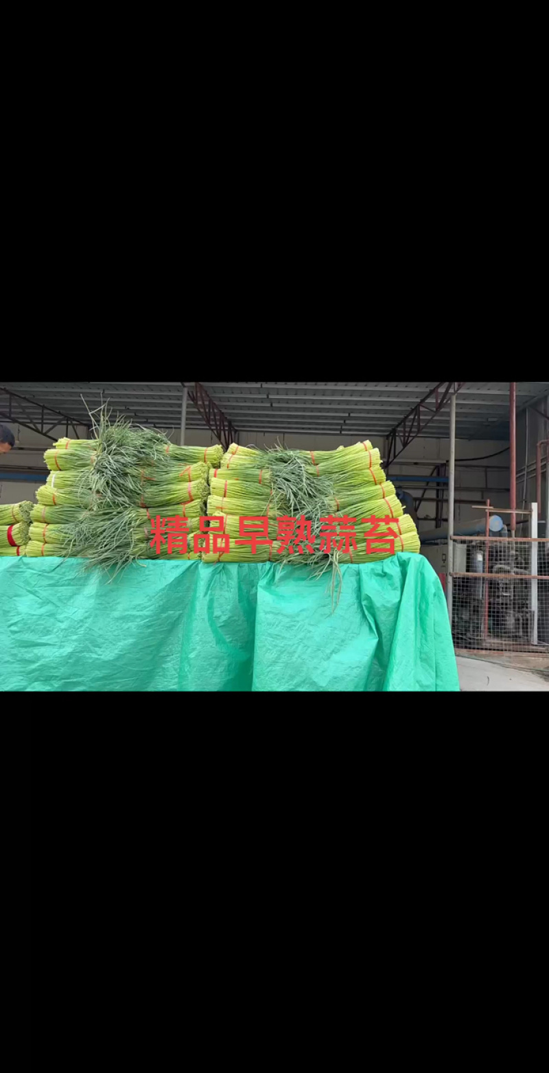 蒜薹量大质优，马上发车！