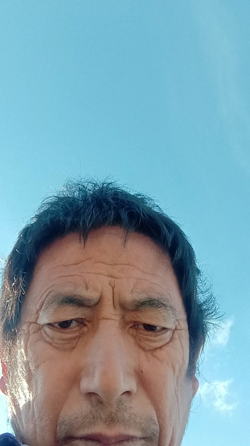 阳光玫瑰葡萄苗产地直发货源充足欢迎来电咨询合作
