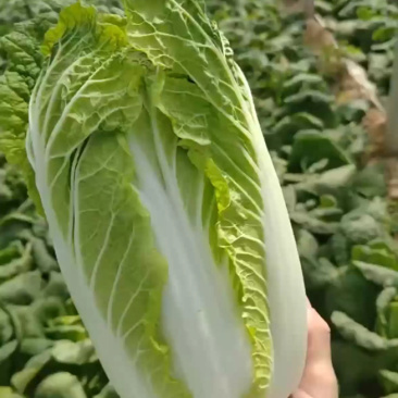 娃娃菜需要的老板可以联系我