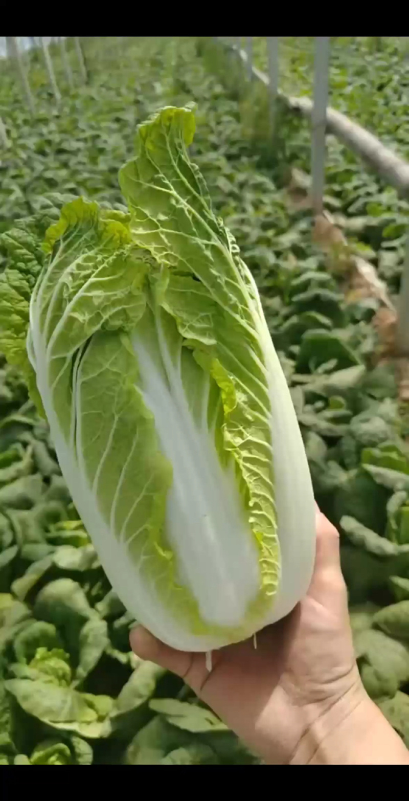 娃娃菜需要的老板可以联系我