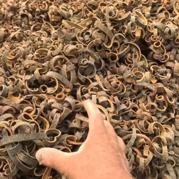 新货黑皮桂丝，产地一手货源保质保量，电商市场供应