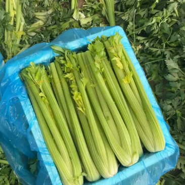 精品泡沫箱，市场货，装货快！