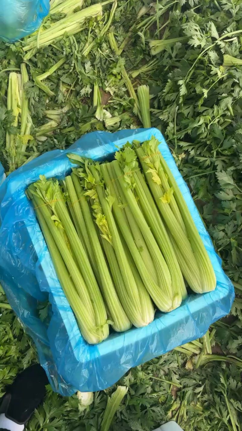 精品泡沫箱，市场货，装货快！