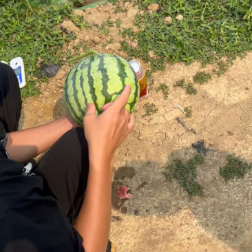广东湛江雷州，西瓜基地，原产地直采直发，包熟包甜大量供应