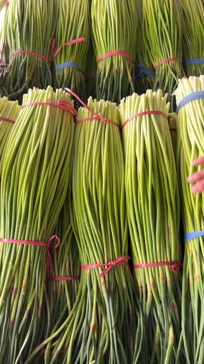 纯鲜薹，粗细适中，长度60-70公分，随行就市，大量走货