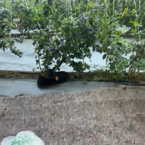 莒县L25花香蓝莓口感脆甜价格实惠产地直发品质保证