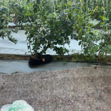 莒县L25花香蓝莓口感脆甜价格实惠产地直发品质保证