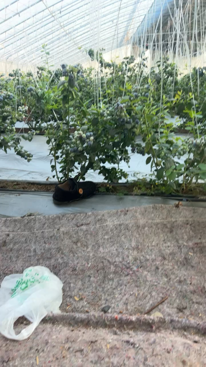 莒县L25花香蓝莓口感脆甜价格实惠产地直发品质保证