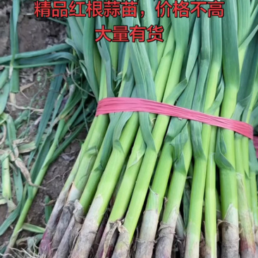 产地代办，万亩红根蒜苗大量上市，各类规格都可以发