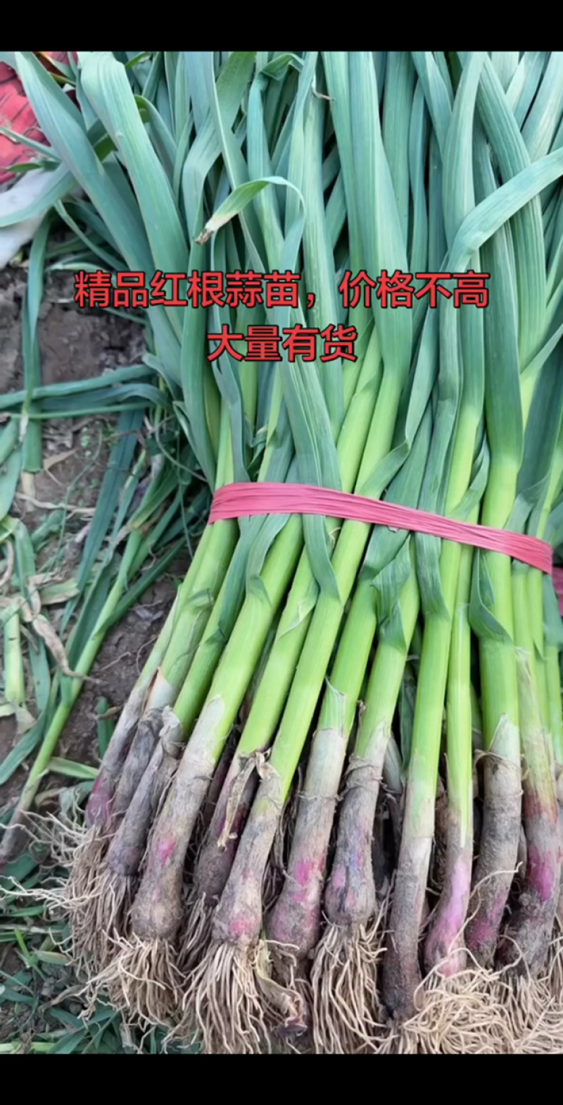 产地代办，万亩红根蒜苗大量上市，各类规格都可以发