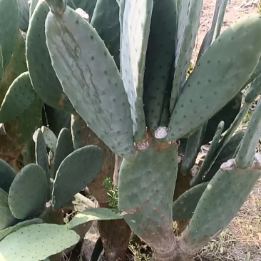 虎头团扇仙人掌种植苗/基地直发/品种齐全/全国代发批发