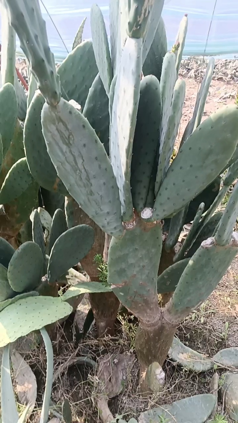 虎头团扇仙人掌种植苗/基地直发/品种齐全/全国代发批发
