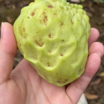 花果小果，品质优良