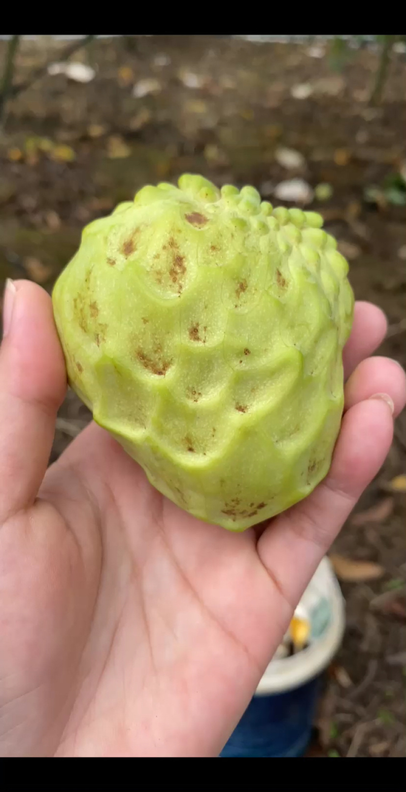 花果小果，品质优良
