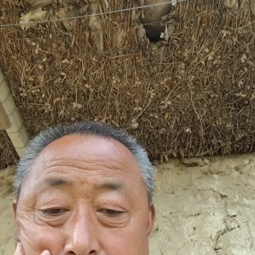 山东聊城占地桃树果树基地，价格低，绿化苗木大量现货