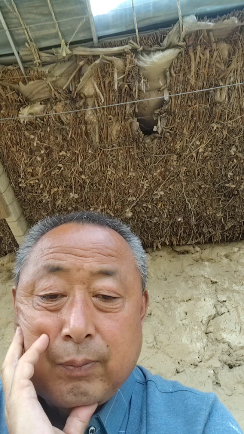 山东聊城占地桃树果树基地，价格低，绿化苗木大量现货