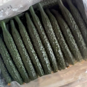 嫁接密刺油瓜。黑油亮，绿油亮，绿肉。基地直供