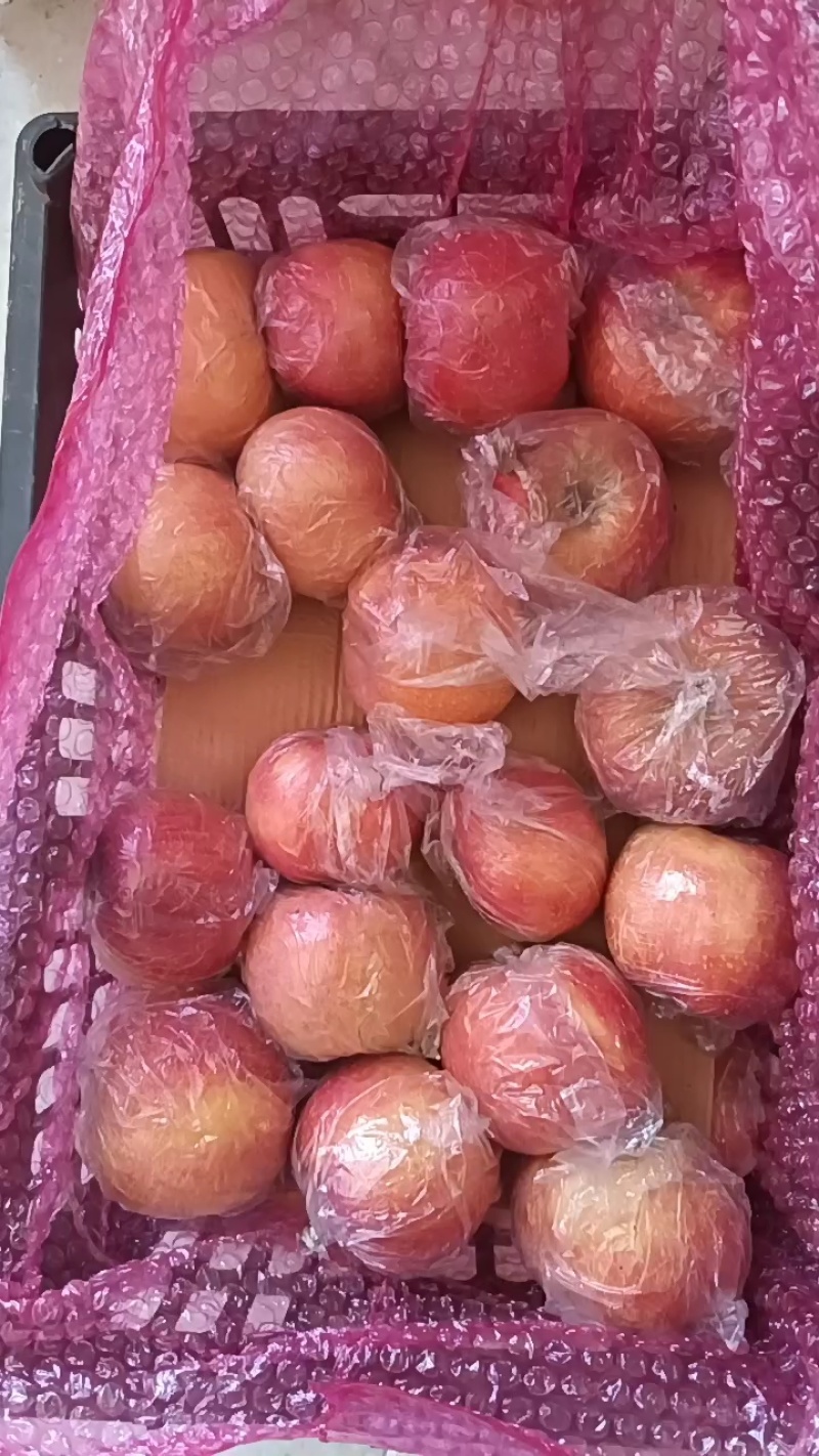 纸加膜袋红富士苹果脆甜多汁有需要的联系***********