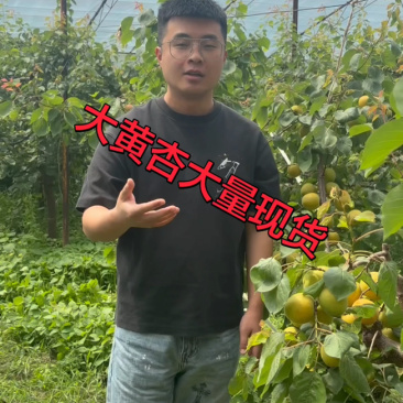 陕西大棚大黄杏大量货源可做一件代发支持