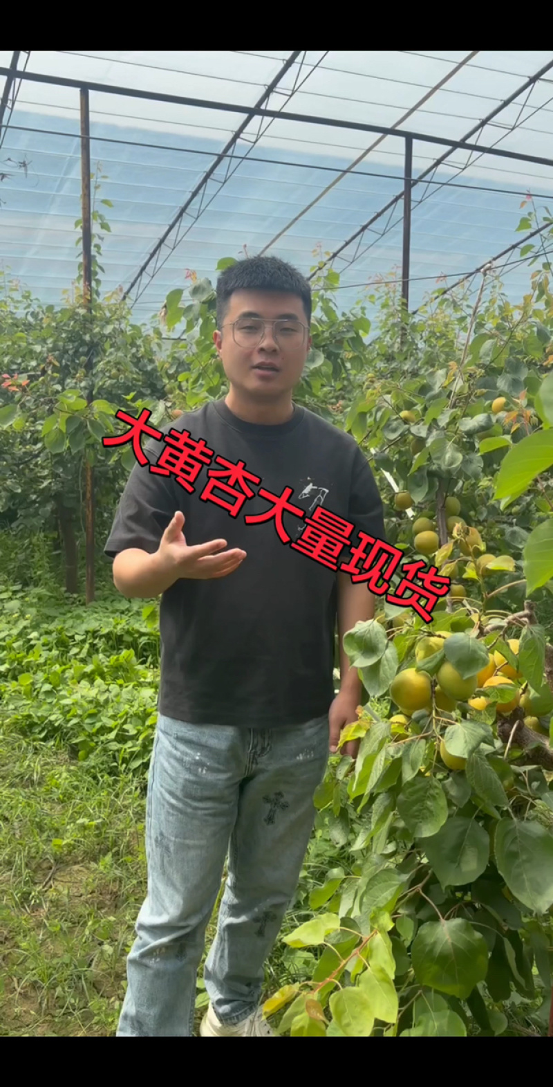 陕西大棚大黄杏大量货源可做一件代发支持