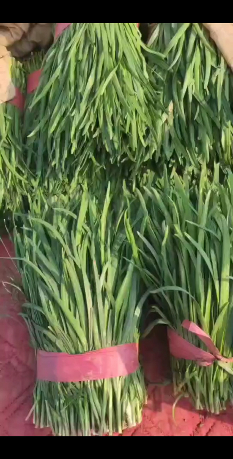 滑县紫根韭菜，30公分粗实好货！