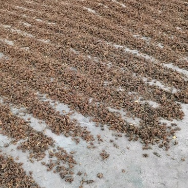广西古龙足干无硫干枝八角2025秋季果，统货和一级均有
