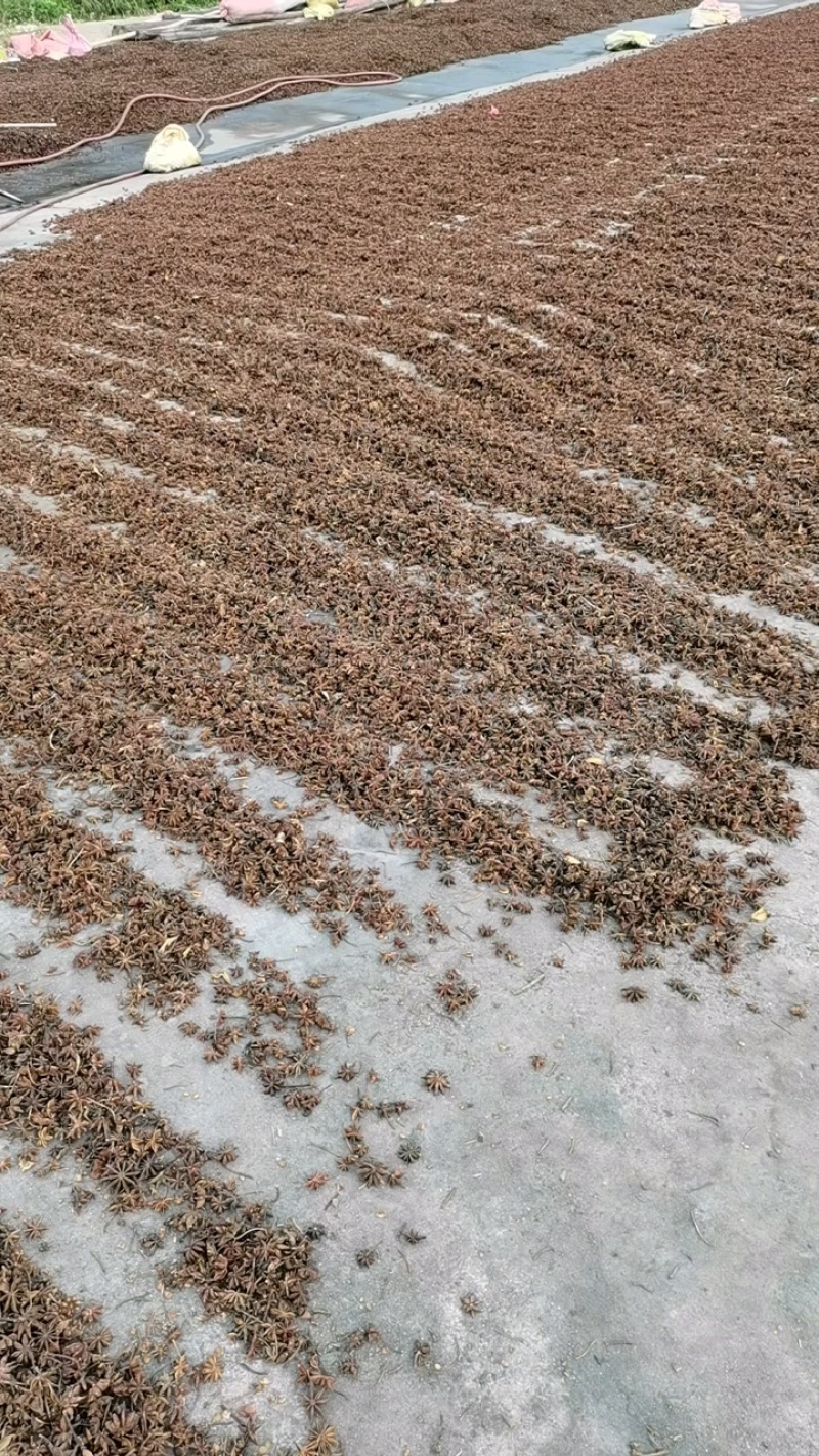 广西古龙足干无硫干枝八角2025秋季果，统货和一级均有