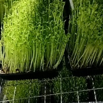 不打药不上化肥涮火锅炒菜包饺子活体豌豆芽苗菜