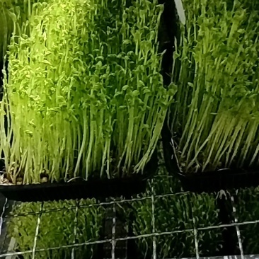不打药不上化肥涮火锅炒菜包饺子活体豌豆芽苗菜