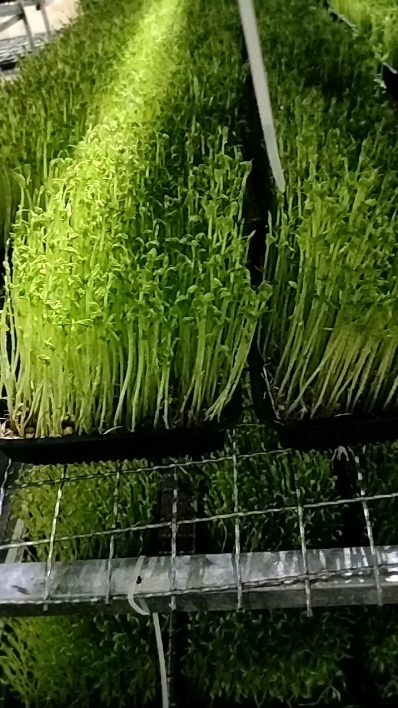 不打药不上化肥涮火锅炒菜包饺子活体豌豆芽苗菜