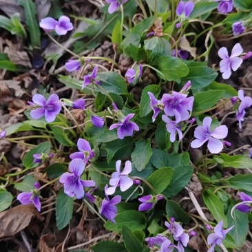 紫花地丁