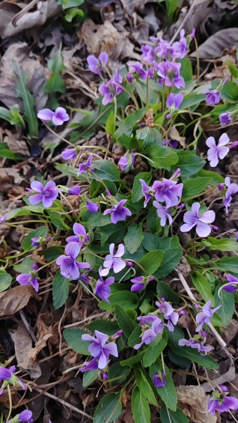 紫花地丁
