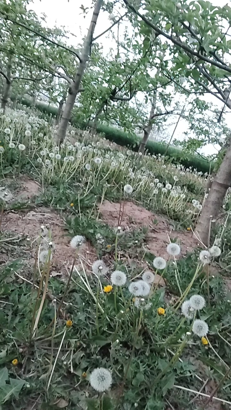 蒲公英现采收