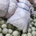精品玉菇甜瓜产地直发量大从优质量保证诚信经营