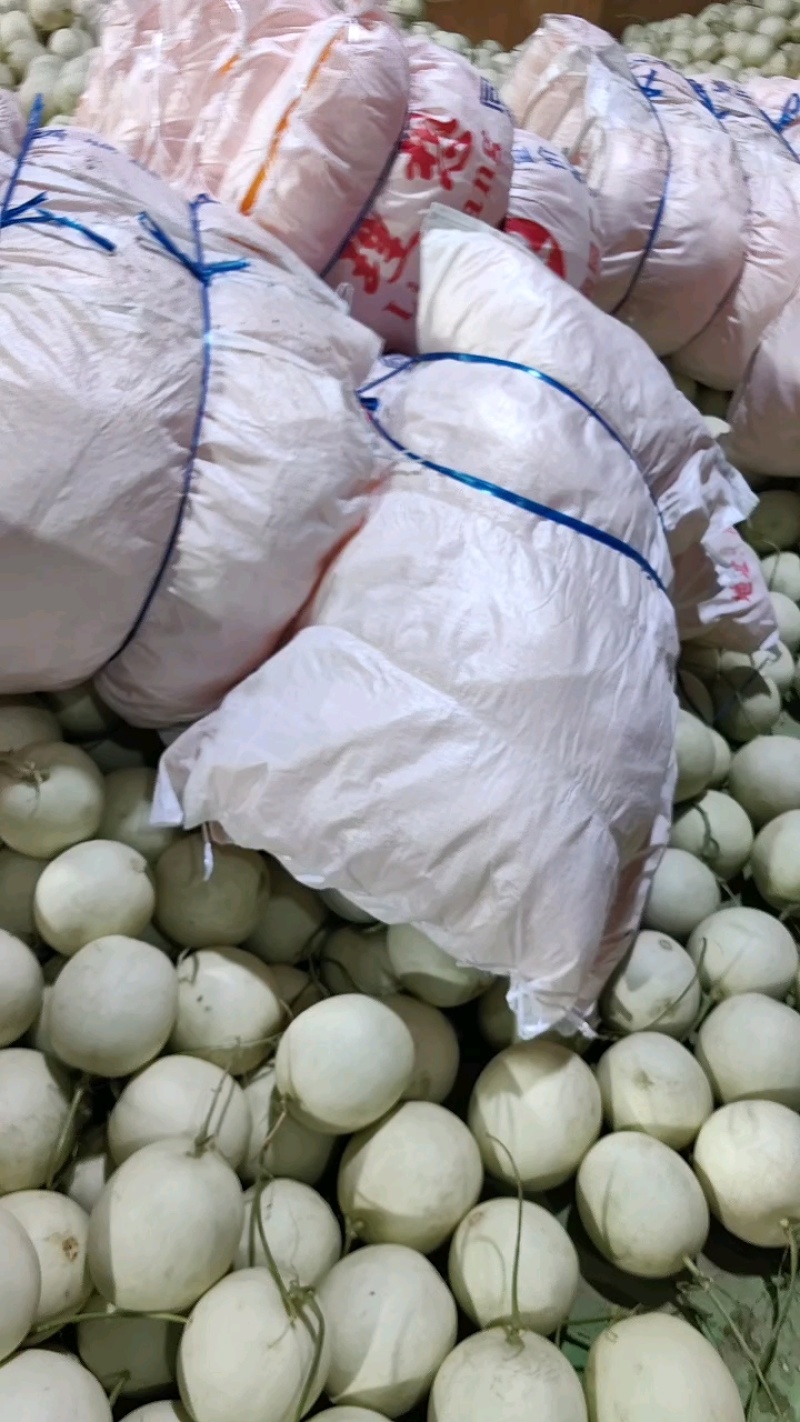 精品玉菇甜瓜产地直发量大从优质量保证诚信经营
